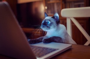 Создать мем: фото котов перед ноутбуком, коты, кошка
