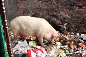 Create meme: swine fever, the pig eats, pig
