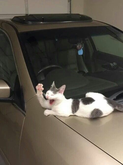 Create meme: cat in the car , a cat in a car, The cat is a car