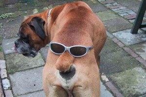 Create meme: dog quotes, dog ass, crazy dog