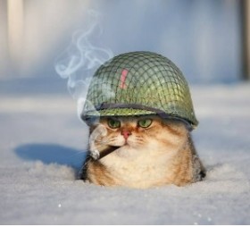 Create meme: on the day of defender of the Fatherland , cat in a helmet, the cat in helmet