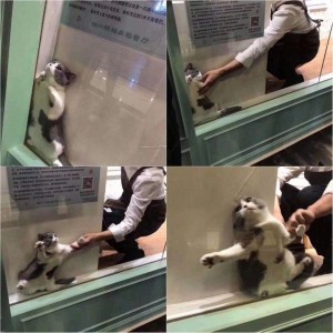 Создать мем: кот в витрине мем, застряла в окне, кот застрял в стекле
