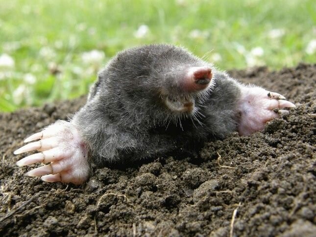 Create meme: mole , the big mole, mole animal 