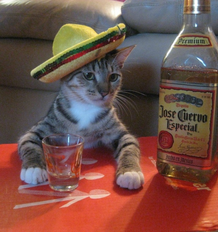Create meme: the cat tequila, tequila cat, drunk cat 