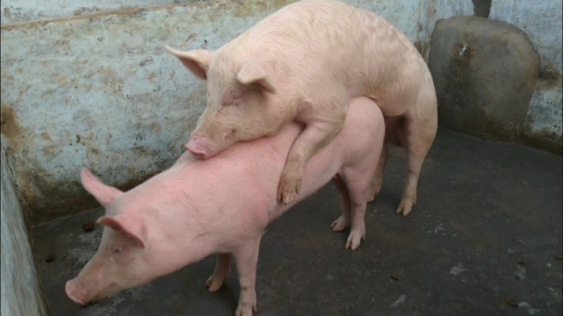 Create meme: Landrace breed of pigs, pig , landrace breed of pigs pig complex