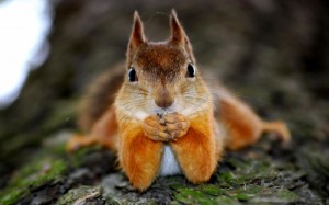 Create meme: animal, red, squirrel