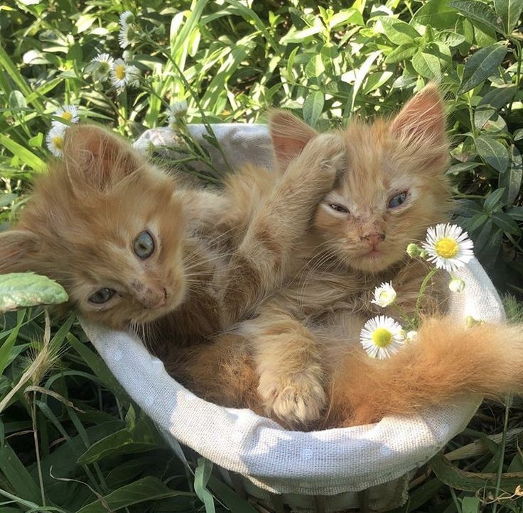 Создать мем: рыжий кот, котенок в ромашках, рыжий котик