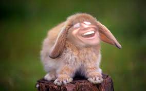 Create meme: funny rabbit, cute bunnies, rabbit