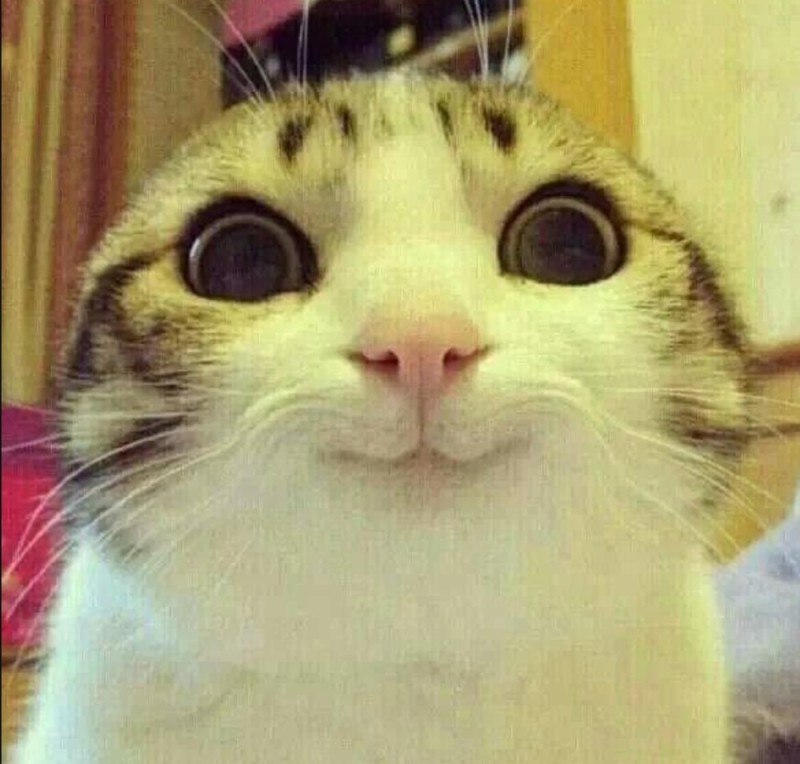 Создать мем: офигевший кот, кот мем, улыбающийся кот