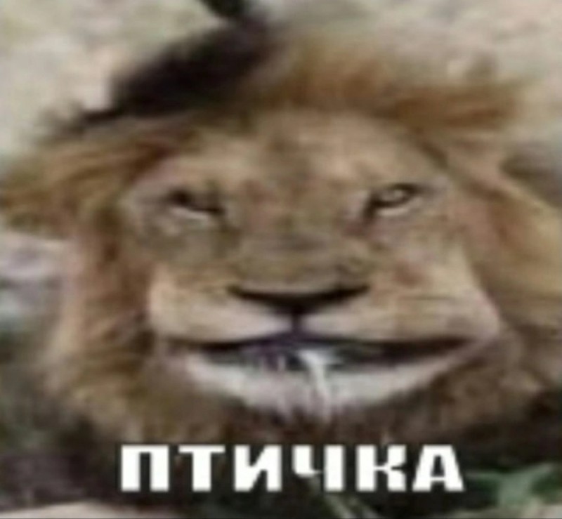 Create meme: smile of a lion, the smiling lion, The uprooted lion