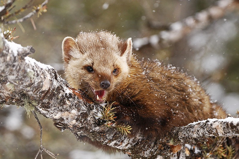 Create meme: marten, The evil marten, animal sable