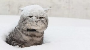 Создать мем: небольшой снег, кот в сугробе, котик в снегу