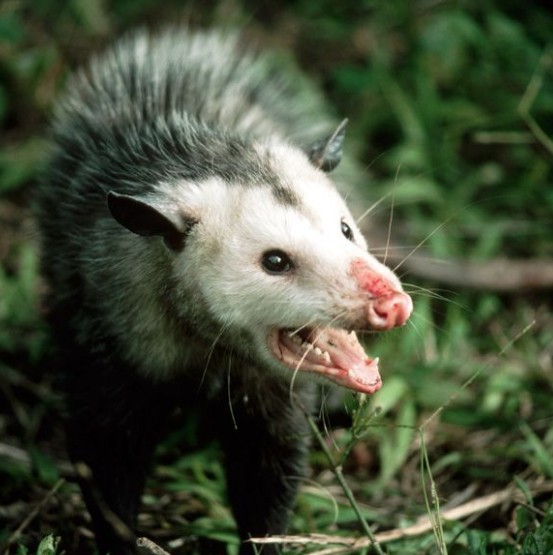 Create meme: Virginia opossum, possum , possum cry of pain