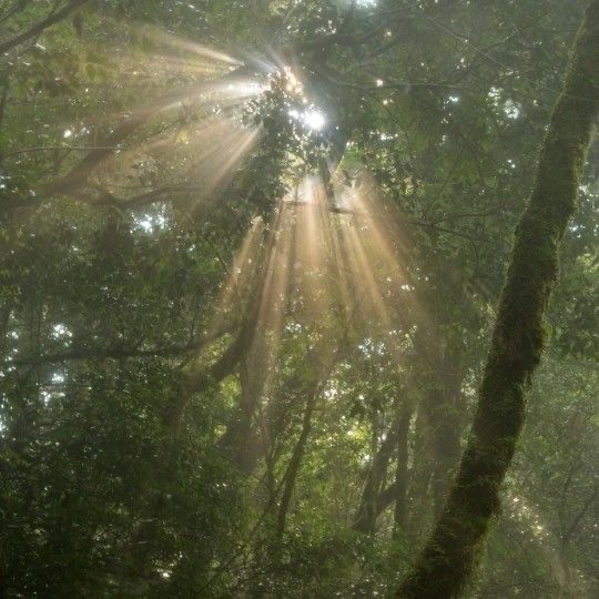 Create meme: jungle , the rays of the sun in the forest, The sun's rays in the forest