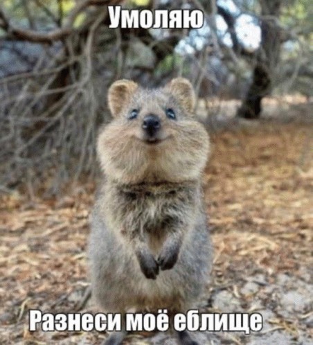 Create meme: kwoka is an animal, quokka is a marsupial beast, quokka smiling animal