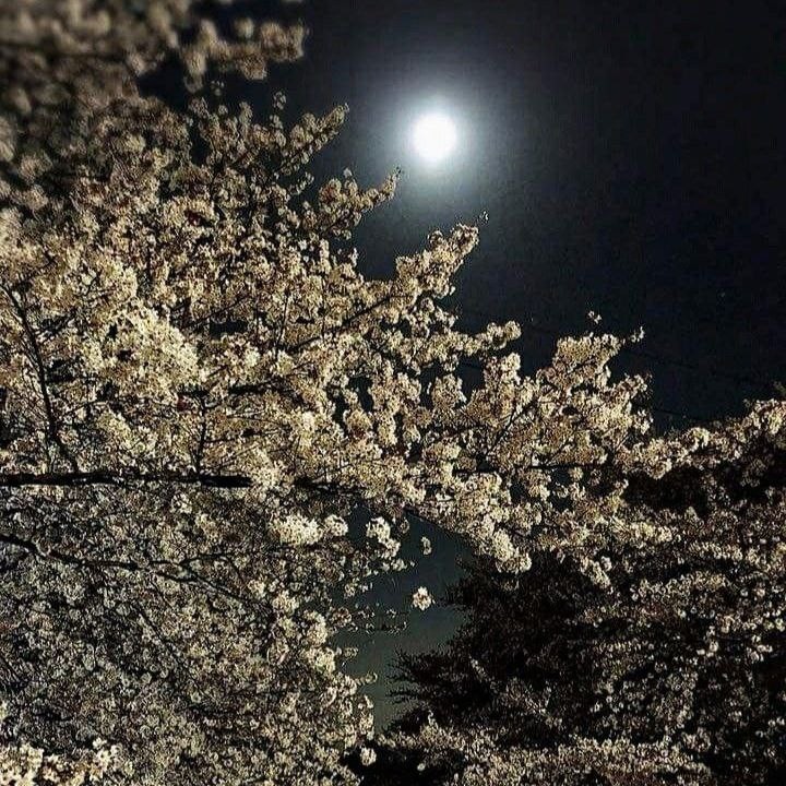 Create meme: blossom tree, dark night, aesthetics of the night