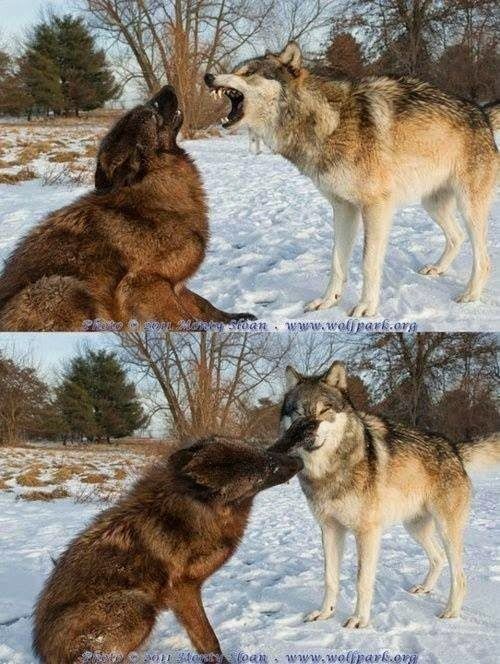 Создать мем: большой волк, два волка, волк и волчица любовь