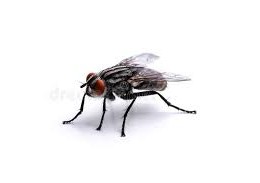 Создать мем: ага, группа муха, фотография мухи