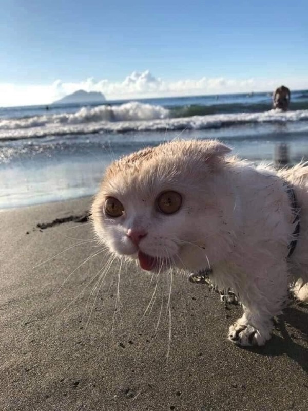 Create meme: meme cat , seals , cat on the beach