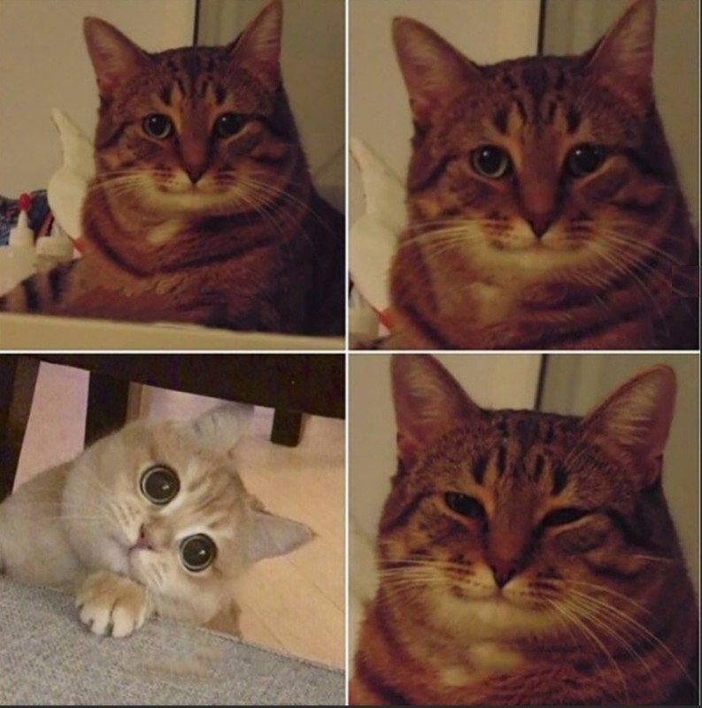 Create meme: smiling cat meme, meme with two cats, meme cat 