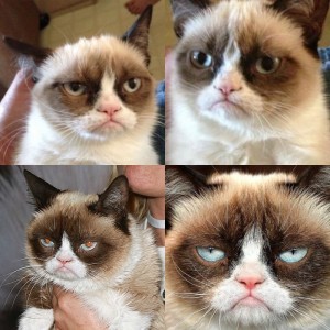 Create meme: grumpy cat, sad cat meme, grumpy cat meme