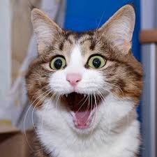 Create meme: the surprised cat , the funniest cats, cat 