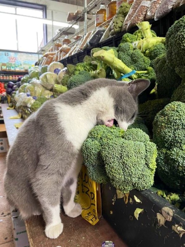 Create meme: broccoli, varieties of broccoli cabbage, cat 