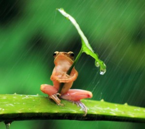 Create meme: the frog Princess, rain humor, frog
