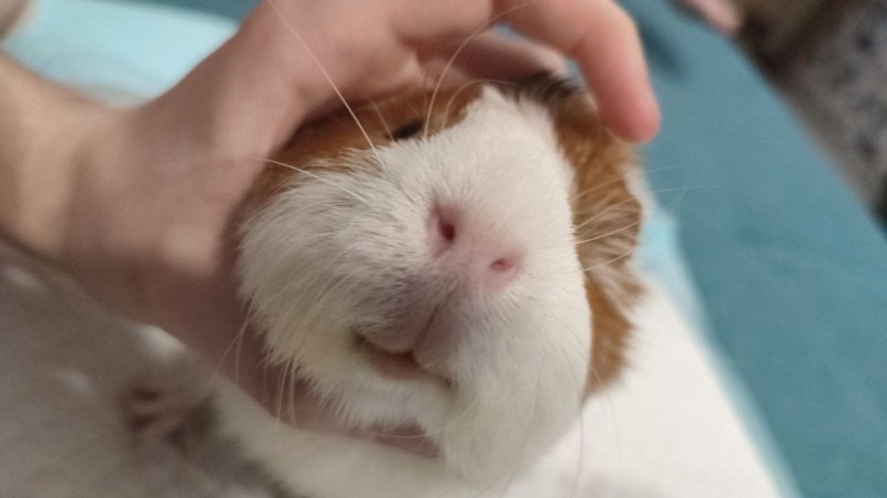 Create meme: piggy the guinea pig, mumps , angora guinea pig