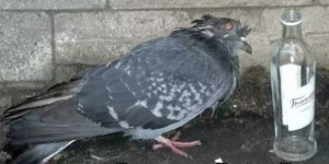 Create meme: the drunk pigeon, bertacco in pigeons, grey dove
