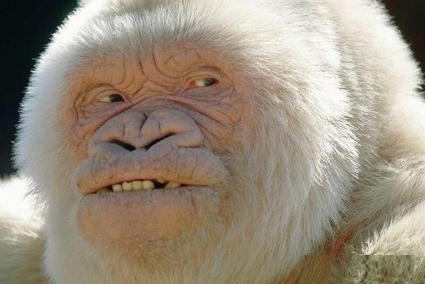 Create meme: white macaque, albino gorilla, white monkey