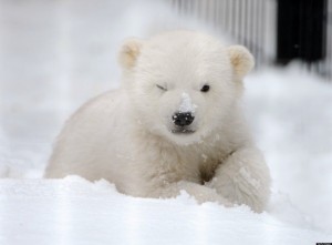 Create meme: white bear, the little white bear