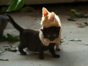 Create meme: cat hugs cat, Cat, cats and kittens