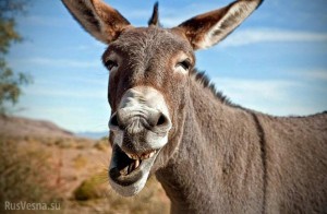 Create meme: donkey laughs, donkey, donkey laughs