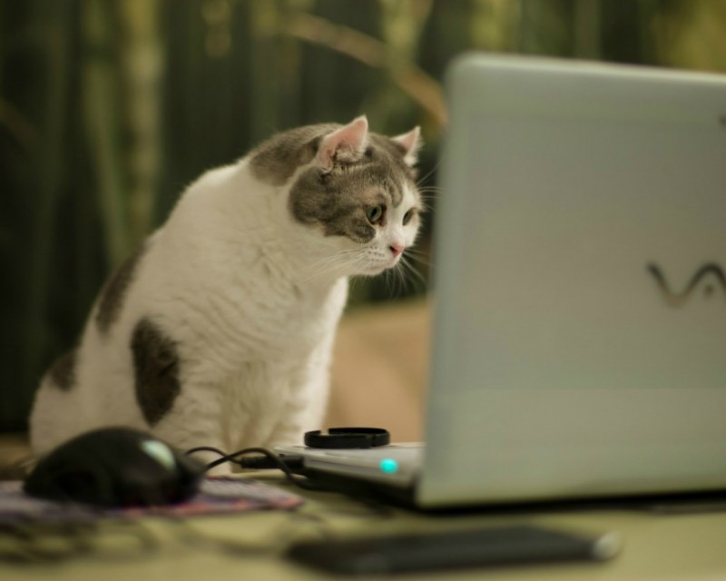 Create meme: the cat behind the laptop, cat with laptop, cat at the computer