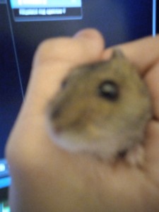 Create meme: Djungarian hamster, Djungarian hamster