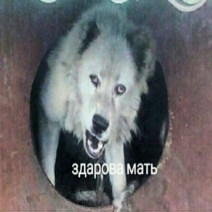 Create meme: Samoyed dog, healthy mother wolf, Alabai good joke