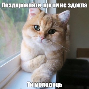 Создать мем: туть мем кот, котик где живет любовь туть, туть кот