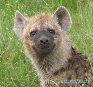 Create meme: the hyena smiles, cub hyenas, hyena evil