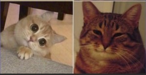 Create meme: cat meme, happy cat meme, memes with cats