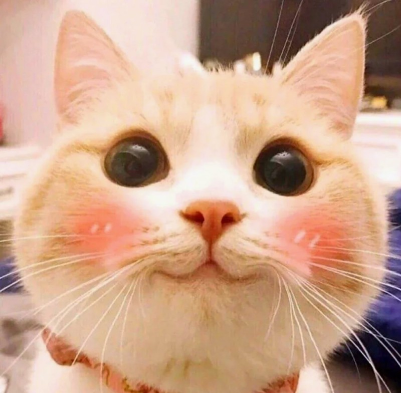 Create meme: the cats are very cute, the cat with pink cheeks, cats are cute