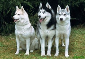 Create meme: husky husky, husky , the husky breed