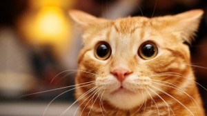 Создать мем: рыжая кошка, удивлённый кот фото, удивленный кот