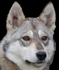 Create meme: husky, wolfdog, dog