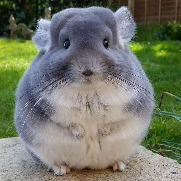 Create meme: chinchilla agouti, The fat chinchilla, chinchillas