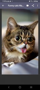 Create meme: cat funny, cat, cat