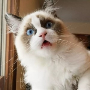 Create meme: cat in shock, the surprised cat, cat
