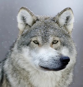 Create meme: funny wolf, wolf meme, wolf