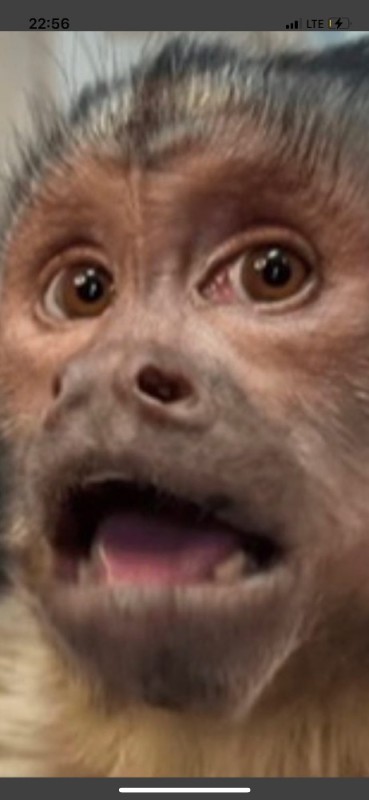 Create meme: George the monkey, capuchin monkey, funny monkeys