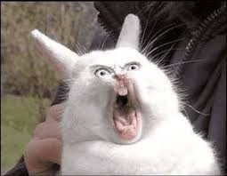 Create meme: cat, Zaya evil, rabbit